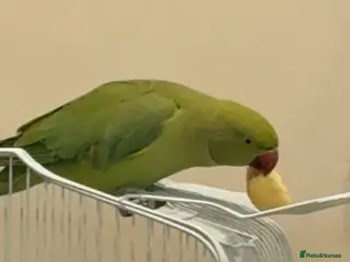 Parrots birds 7 months boy Indian ring neck bought 3 months ago - Advert 2