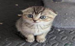 Scottish Fold cats for sale: 🐾 Beautiful Scottish Fold Kittens (3 Reserved) 🐾 - Image 1