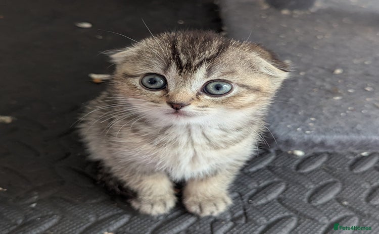 Scottish Fold cats - Advert 3