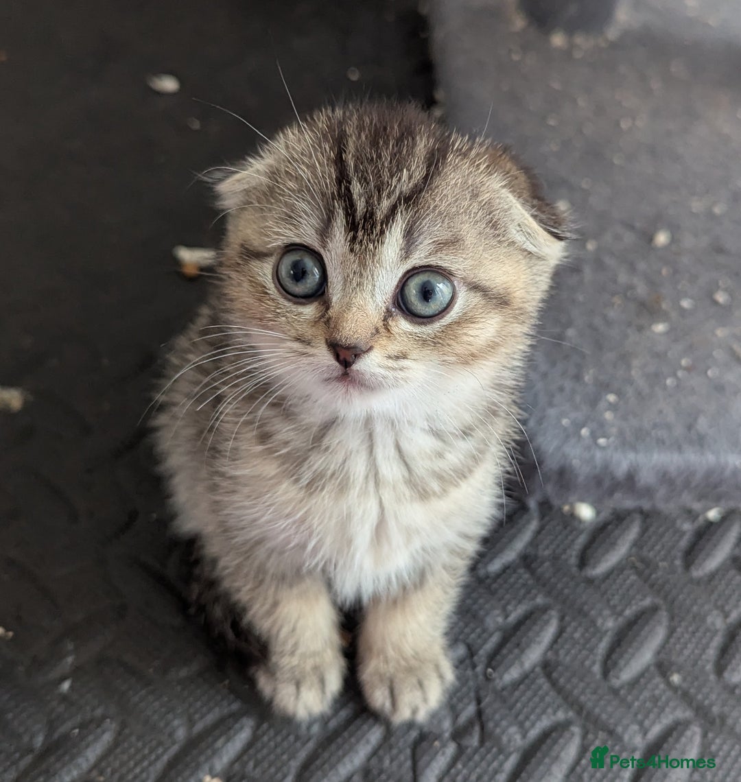 Scottish Fold cats for sale: 🐾 Beautiful Scottish Fold Kittens (3 Reserved) 🐾 - Image 1