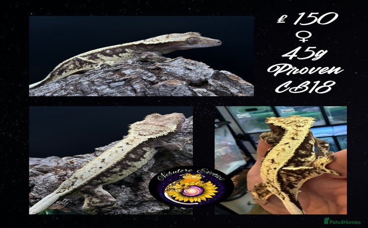 Gecko reptiles - Advert 1