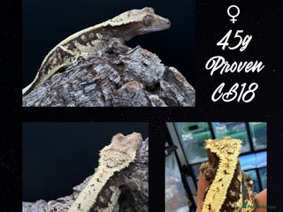 Gecko reptiles - Advert 9