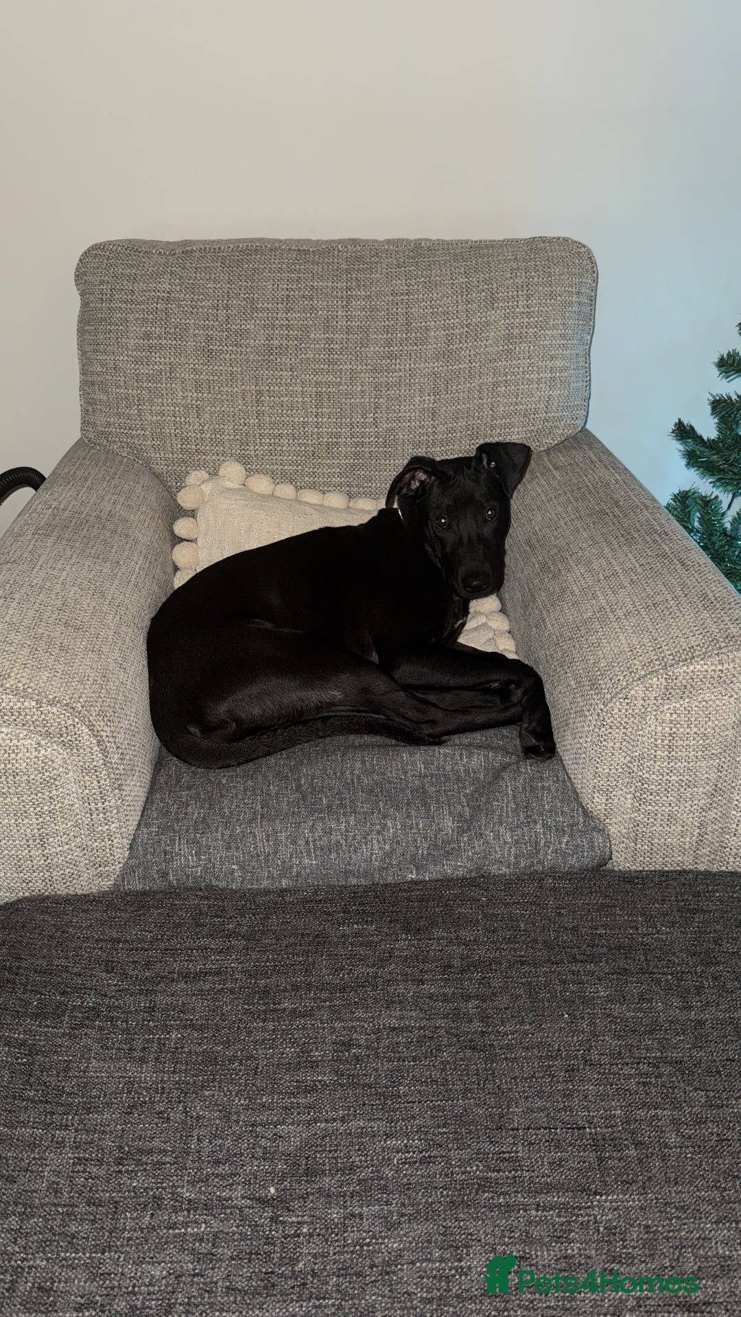 Mixed Breed dogs for sale: Narla - Advert 2