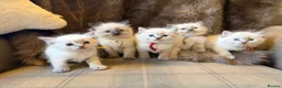 Ragdoll cats for sale: Stunning ragdoll kittens. Fully vet checked. - Advert 8