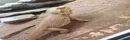 Bearded Dragon reptiles for sale: Bearded Dragaon With Complete Setup in London - Advert 5