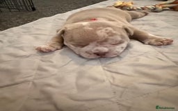 American Bully dogs for sale: Pocket bully  - Image 6