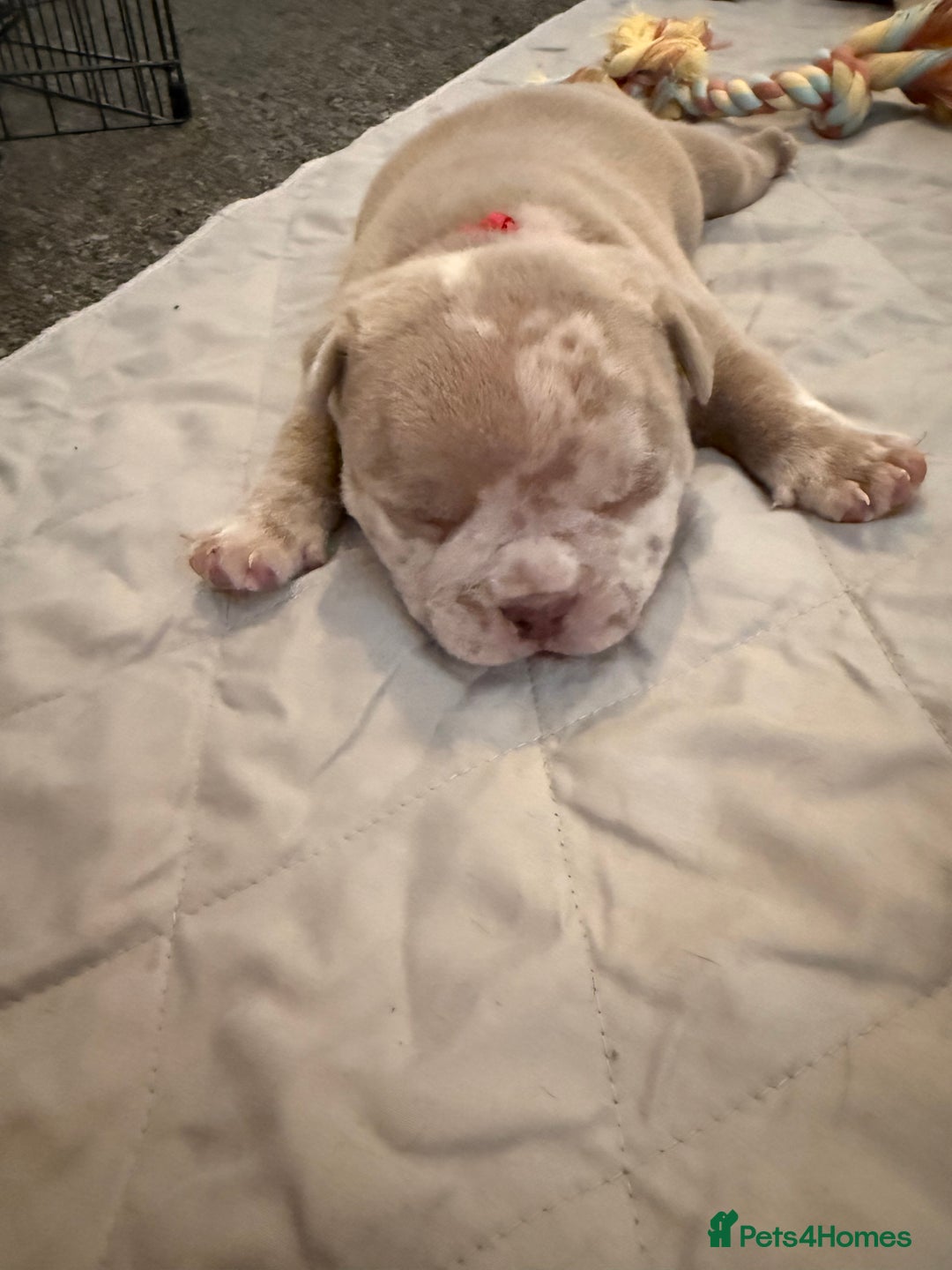 American Bully dogs for sale: Pocket bully  - Image 6