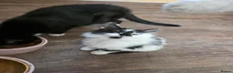 Mixed Breed cats for sale: 5 Adorable 3-Month-Old Kittens Need Loving Homes - Advert 29