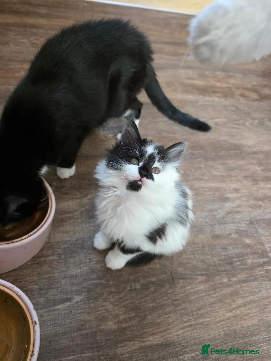 Mixed Breed cats for sale: 5 Adorable 3-Month-Old Kittens Need Loving Homes - Advert 29