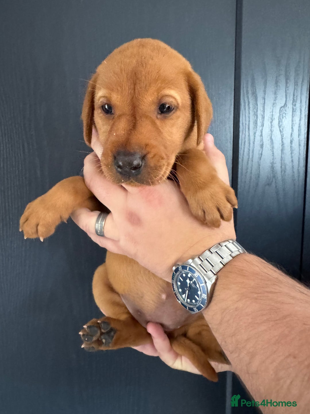 Labrador Retriever dogs for sale: KC registered Fox Red Labrador puppies  - Image 13