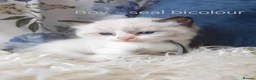 Ragdoll cats for sale: GCCF REGISTERED BEAUTIFUL RAGDOLLS KITTENS  - Advert 20