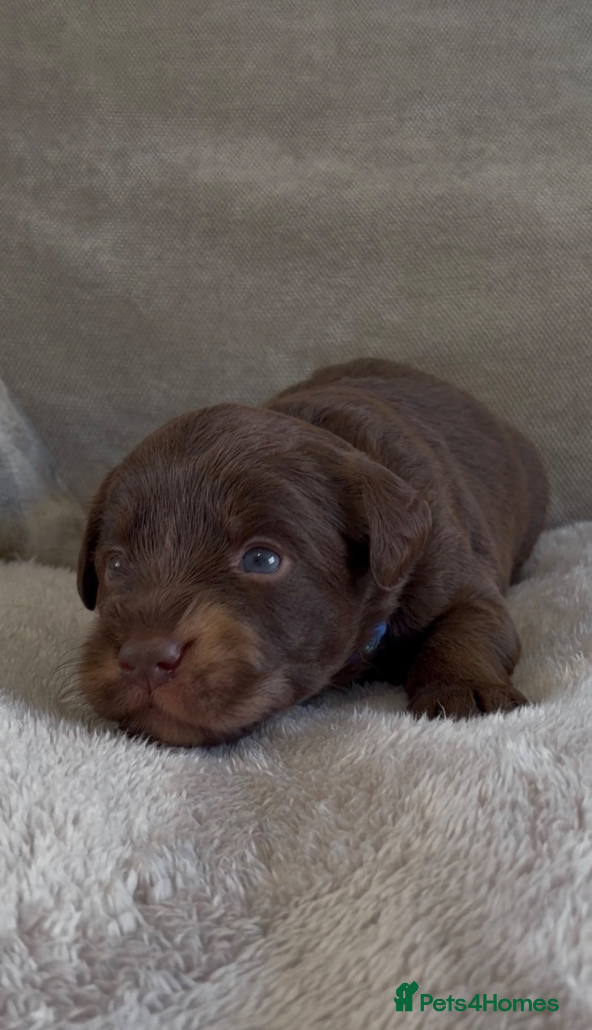 Fudge (dark blue collar)