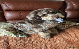 Miniature Poodle dogs for stud: Gorgeous Chocolate Merle miniature poodle for Stud - Image 6