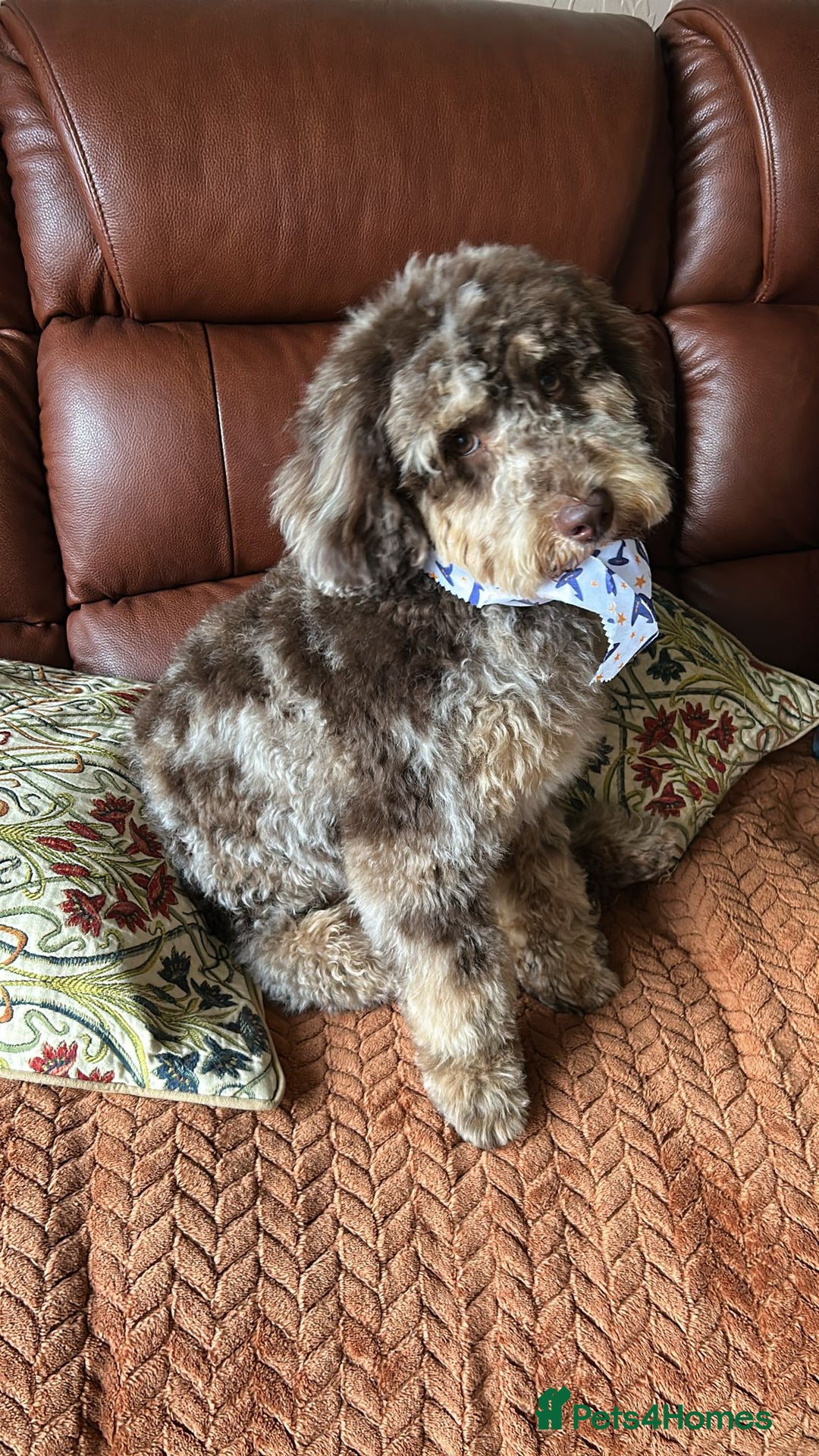 Miniature Poodle dogs for stud: Gorgeous Chocolate Merle miniature poodle for Stud - Image 6