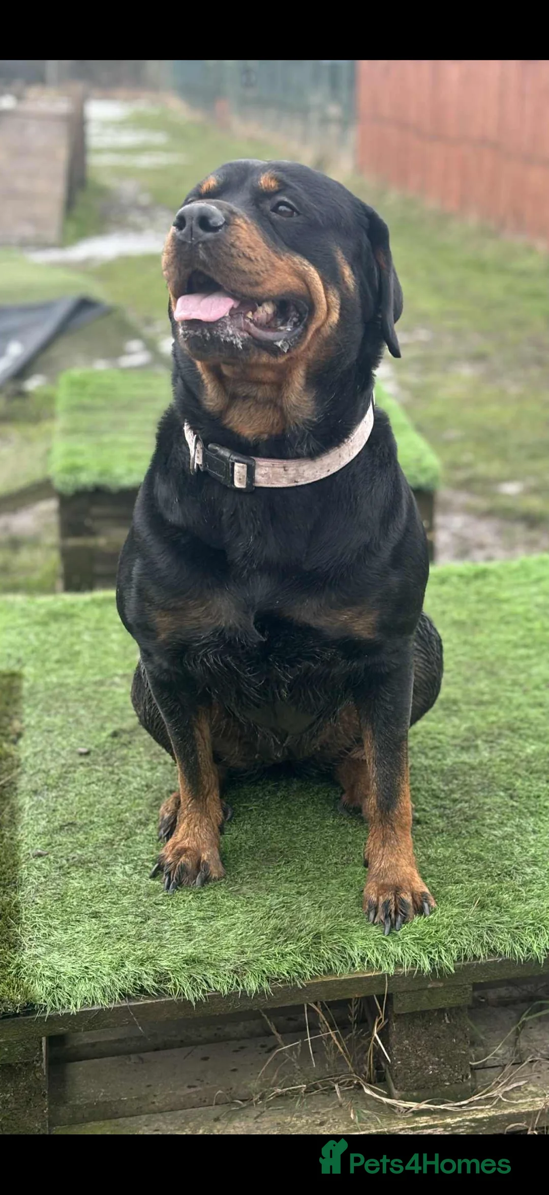 Mixed Breed dogs for sale: Rottweiler x Dogue De Bordeaux puppies - Advert 5