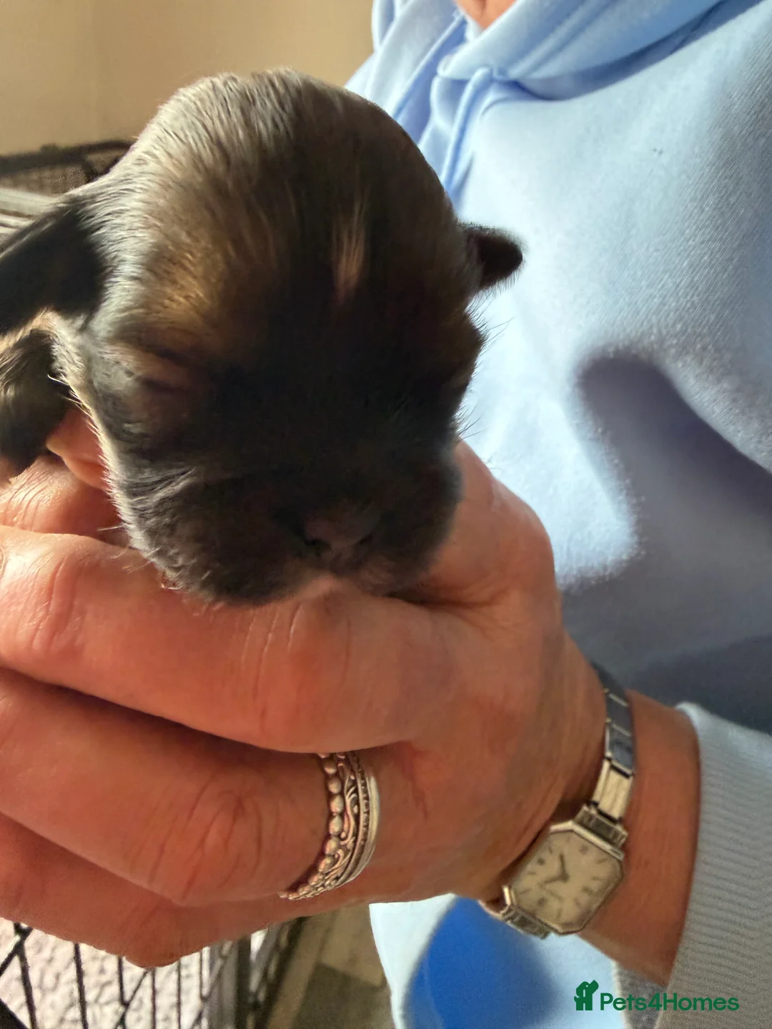 Lhasa Apso dogs for sale: 5 stunning boys available in Driffield - Advert 9