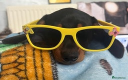 Miniature Dachshund dogs for sale: FEMALE MINIATURE DACHSHUND PUPPY  - Image 3