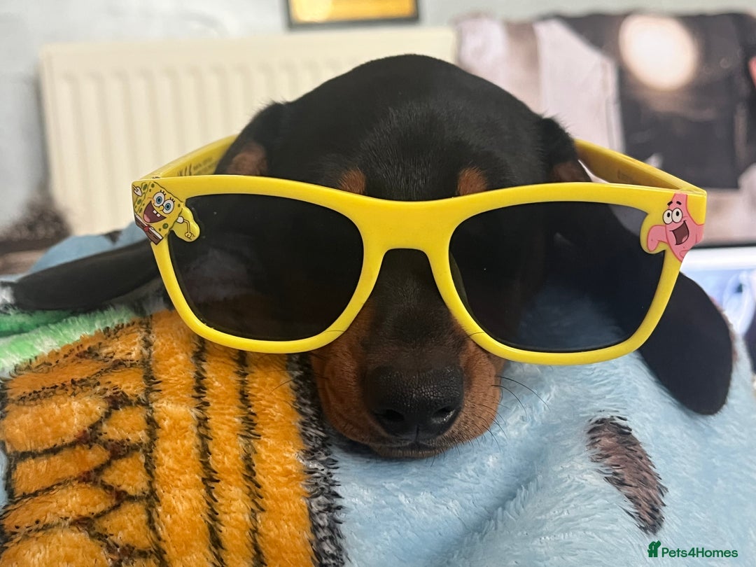 Miniature Dachshund dogs for sale: FEMALE MINIATURE DACHSHUND PUPPY  - Image 3