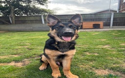 German Shepherd dogs for sale: 7 month old German shepherd. - Image 6