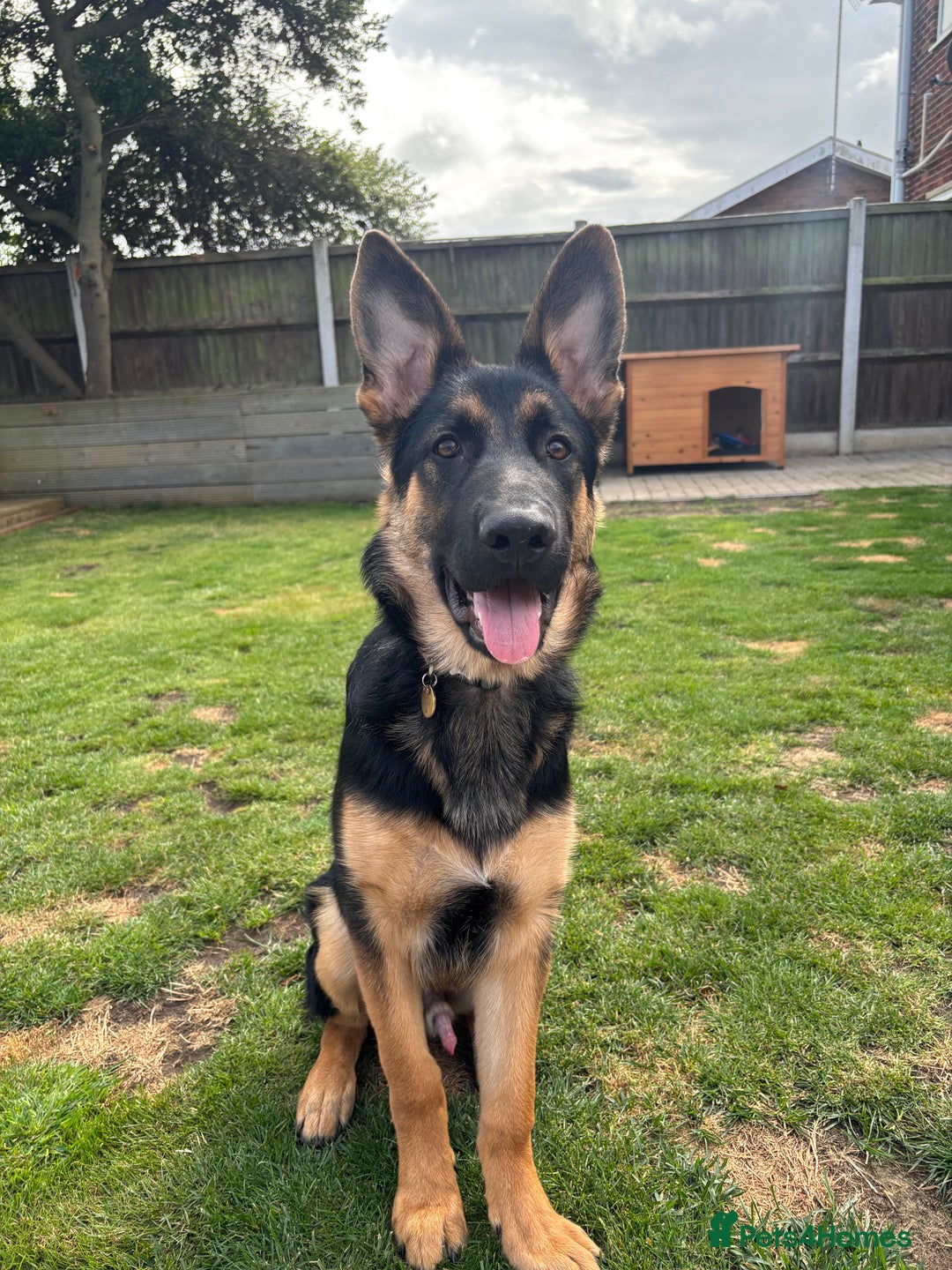 German Shepherd dogs for sale: 7 month old German shepherd. - Image 6