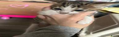 Bengal Kitten 3