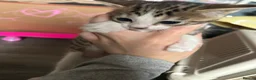 Bengal cats for sale: Bengal crossed  - Advert 18