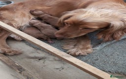 Cocker Spaniel dogs for sale: Golden cocker spaniel - Image 17