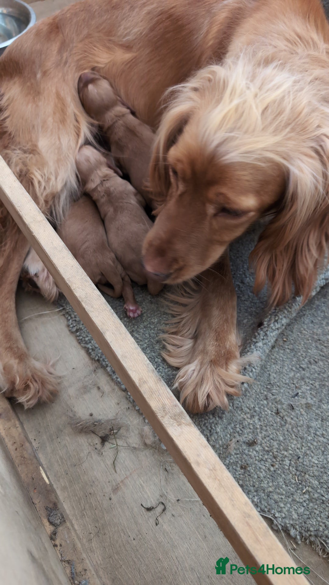 Cocker Spaniel dogs for sale: Golden cocker spaniel - Image 17