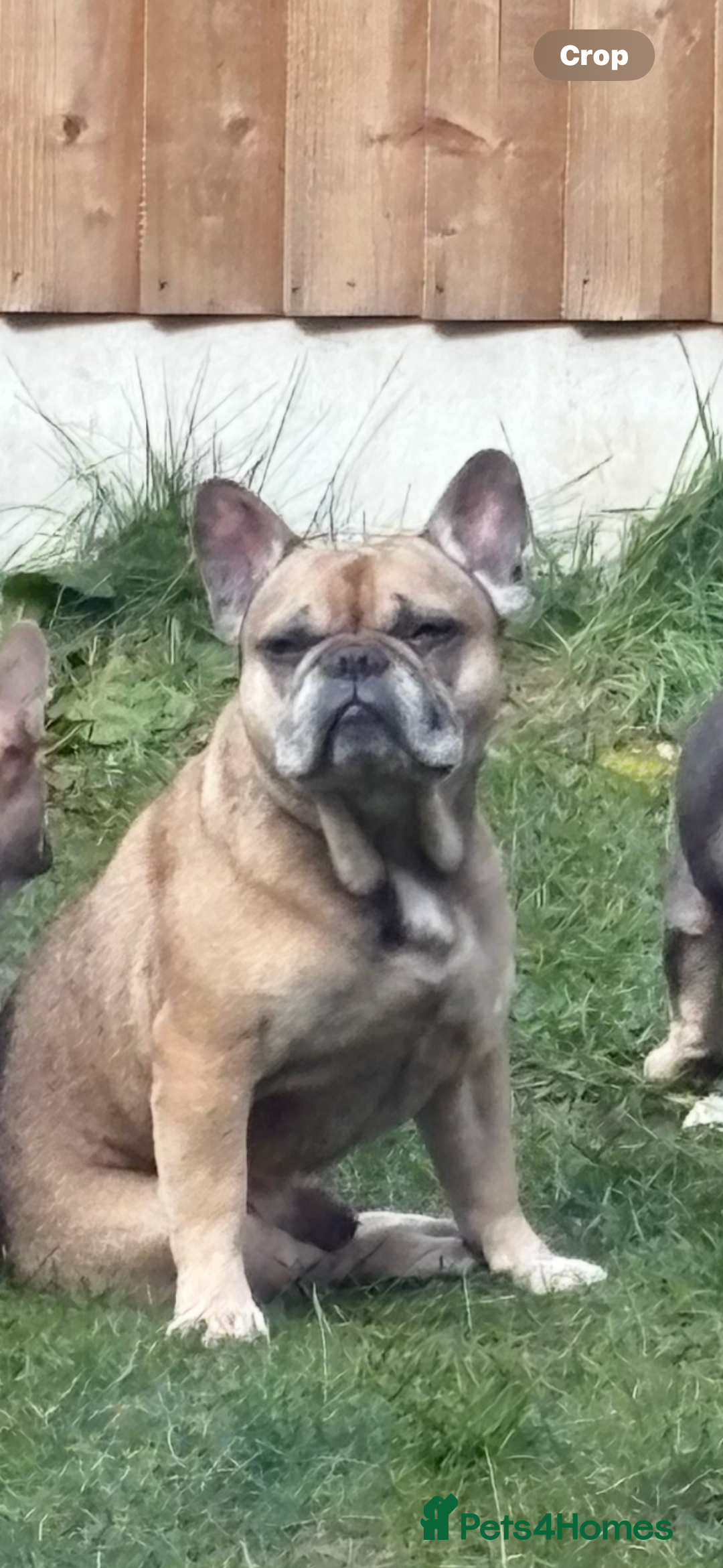 French Bulldog dogs for sale: French bull dog  - Advert 5