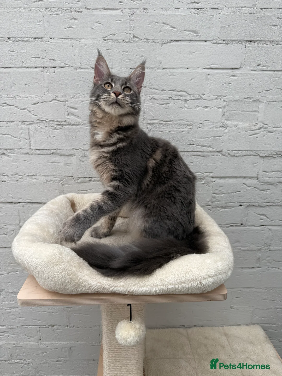 Maine Coon cats for sale: TICA Registered Pedigree Blue Silver Maine Coon - Advert 24
