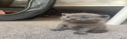 British Shorthair cats for sale: Beautiful full British short haired blue kittens  - Advert 7
