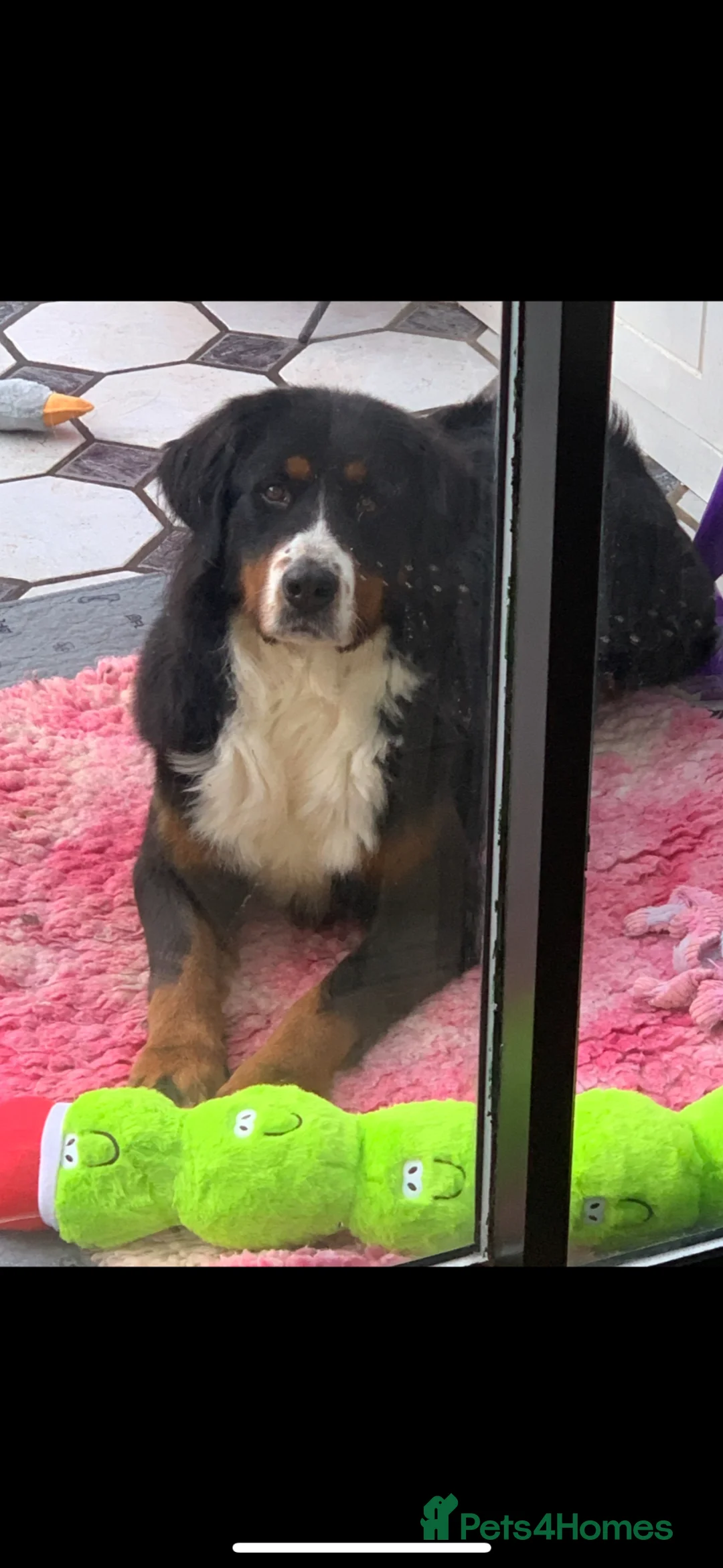 Bernese Mountain Dog dogs for sale: Berneese mountain dog  - Advert 2