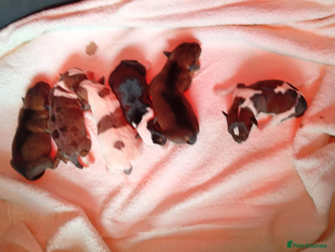 Mixed Breed dogs for sale: Jack Russell x rough coated in Peterborough - Advert 2