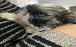 Shih Tzu dogs for sale: 2 BEAUTIFUL BOYS REMAINING - Image 2