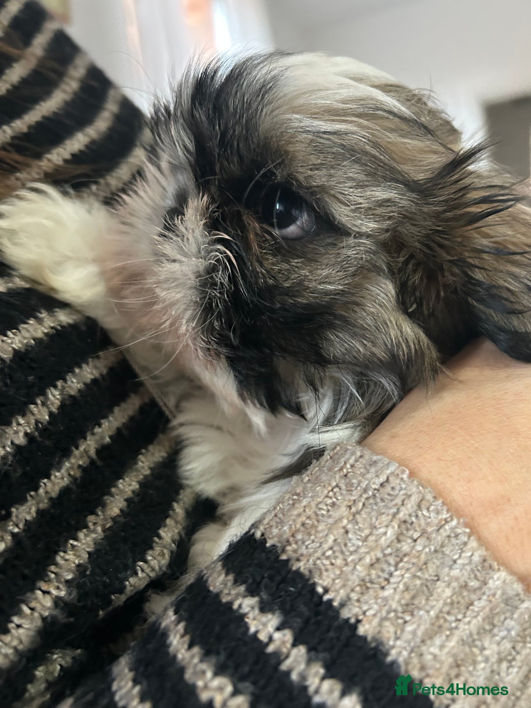 Shih Tzu dogs for sale: 2 BEAUTIFUL BOYS REMAINING - Image 2