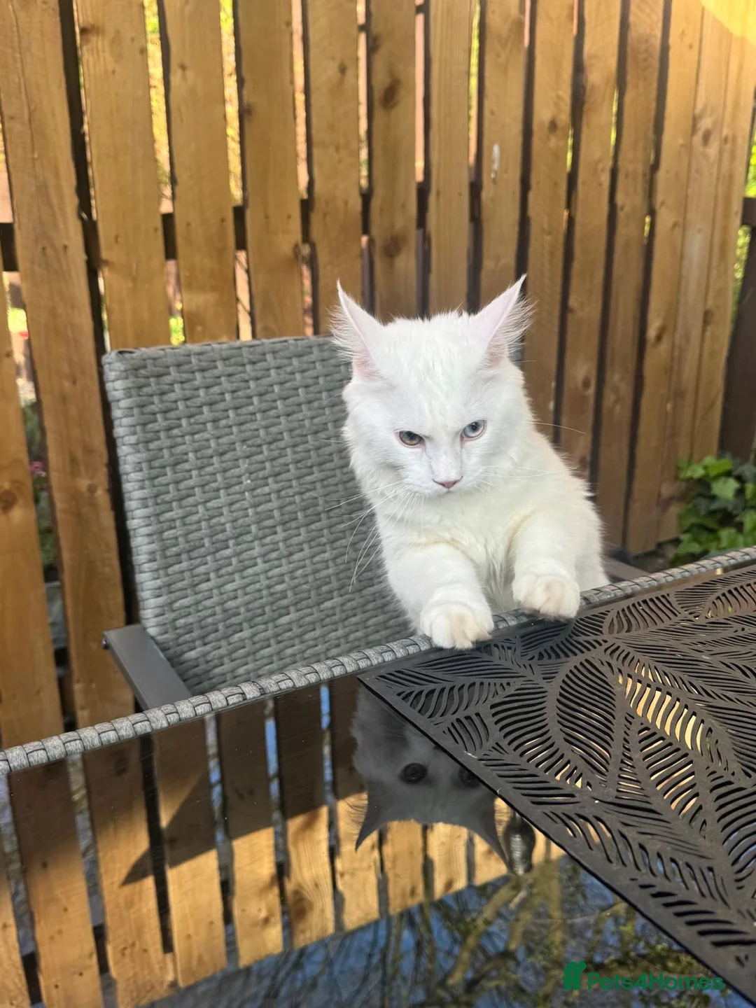 Maine Coon cats for sale: Odd eye white male Maine coon  - Advert 2