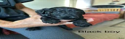 Labradoodle dogs for sale: LABRADOODLE & POODLE Ready Now - Advert 14
