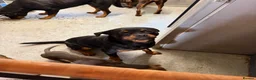 Rottweiler dogs for sale: 11 months old german Rottweiler  - Advert 2
