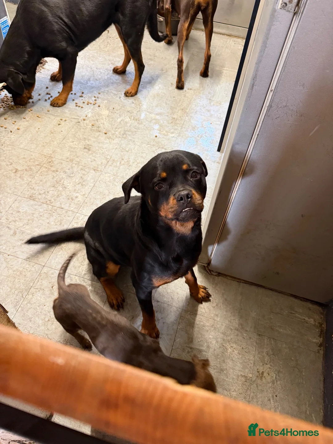 Rottweiler dogs for sale: 11 months old german Rottweiler  - Advert 2