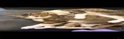 Domestic Shorthair cats for sale: Short hair Tabby brothers in need of a new home  - Advert 7