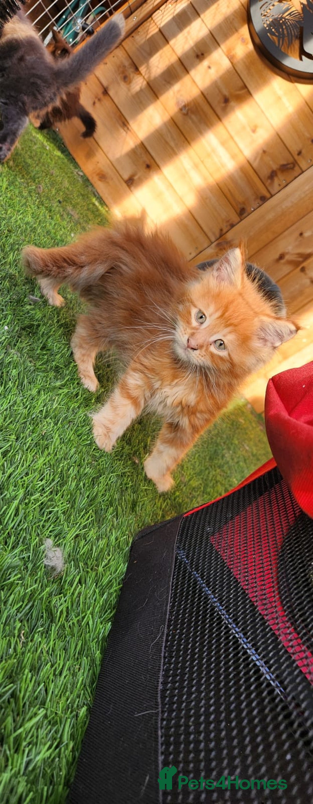 Maine Coon cats for sale: Big maine coon kittens  - Image 27