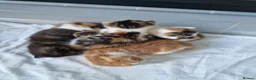 Mixed Breed cats for sale: Very Cute Calico Girl - Advert 16