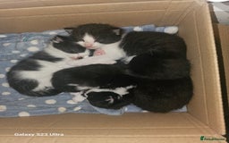 Mixed Breed cats for sale: 4 Beautiful Kittens **2 Black & White Boys Left** - Image 1