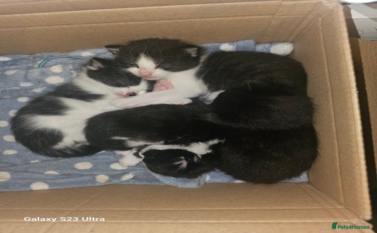 Mixed Breed cats - Advert 9