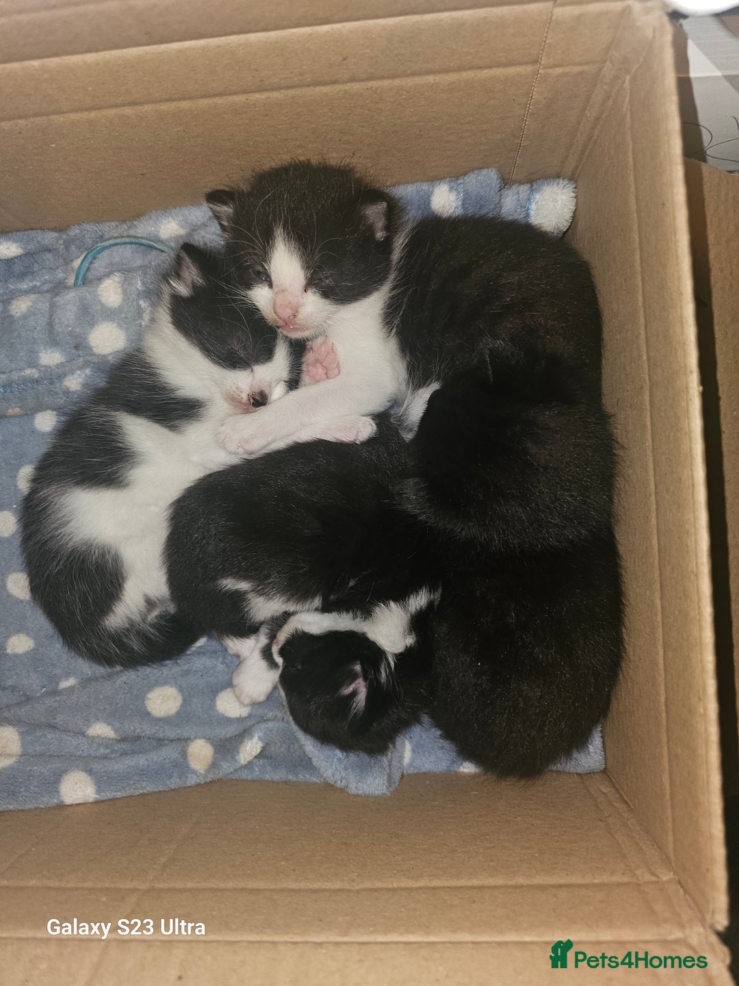 Mixed Breed cats for sale: 4 Beautiful Kittens **2 Black & White Boys Left** - Image 1
