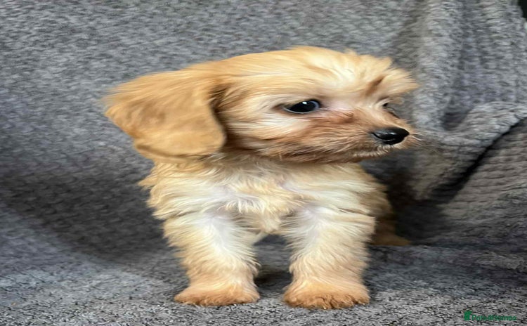Cavapoo dogs - Advert 8