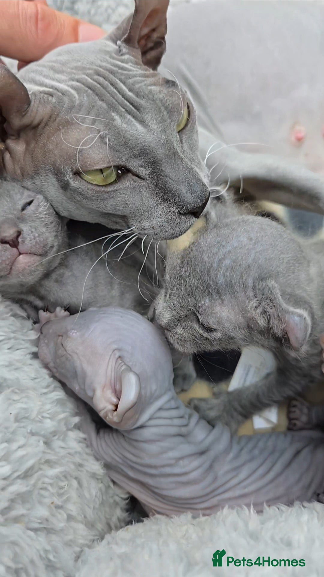 Sphynx cats for sale: Elf Sphynx Kittens  - Image 9