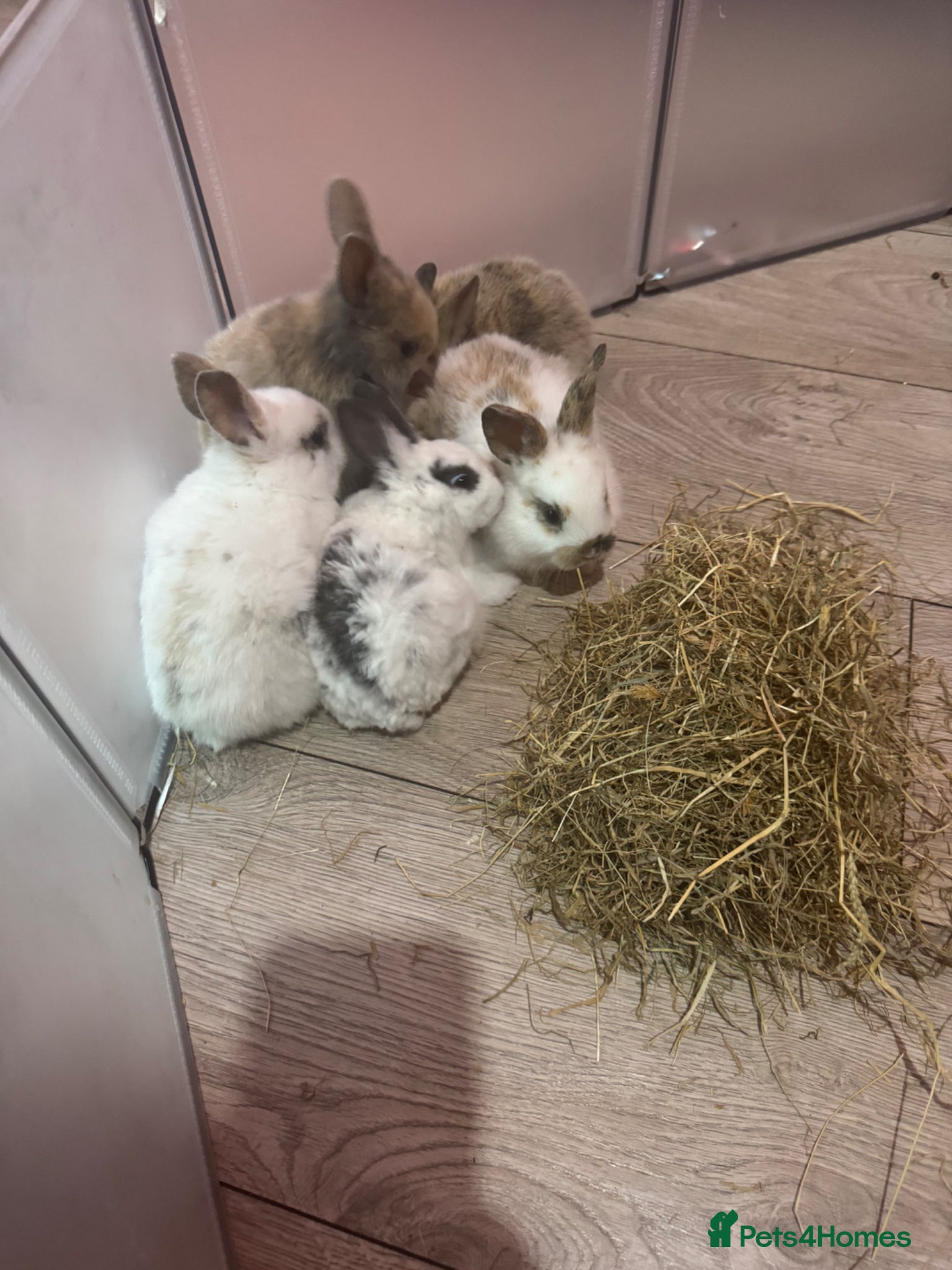 English Spot rabbits Bunnies  for sale  - Advert 6