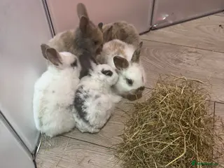 English Spot rabbits Bunnies for sale - Advert 10