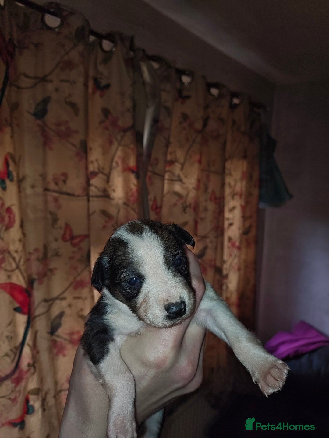 Mixed Breed dogs for sale: Border Collie X Husky/Whippet puppies for sale - Advert 10
